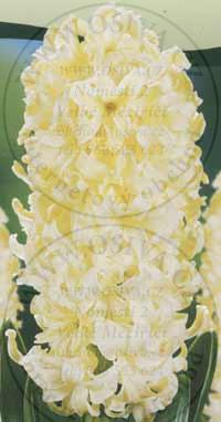 HYACINTHUS - hyacint